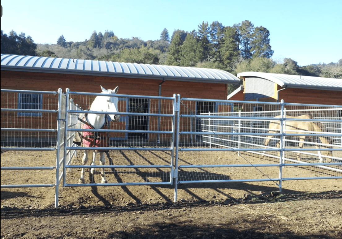 Horses in fenced area near stables.
